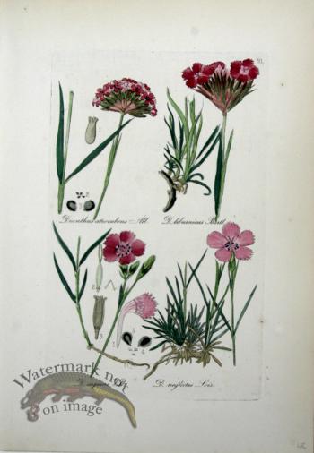Deutschlands Flora 27